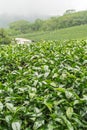 Tea farm,alishan mount,Taiwan Royalty Free Stock Photo