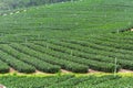 Tea farm,alishan mountain Royalty Free Stock Photo