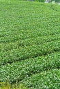 Tea farm,alishan mountain Royalty Free Stock Photo