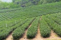 Tea farm,alishan mountain Royalty Free Stock Photo