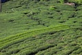 Tea farm in Alishan, Taiwan Royalty Free Stock Photo