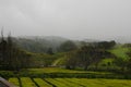 Tea cultivation on Azores island Sao Miguel Royalty Free Stock Photo