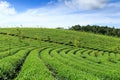 Tea farm at Bao Loc highland, Vietnam.