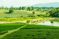 Tea farm with lake in Thai