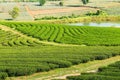 Tea farm with lake in Thai