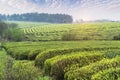 Tea farm landscape in jiangxi, china Royalty Free Stock Photo