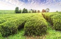 Tea farm landscape in jiangxi, china Royalty Free Stock Photo