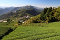 Tea farm landscape Royalty Free Stock Photo