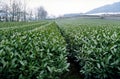 Tea Farm of long-jin green tea in China