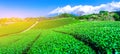 Tea farm and Mount Fuji in spring at Shizuoka,Japan Royalty Free Stock Photo