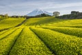 Tea farm and Mount Fuji Royalty Free Stock Photo