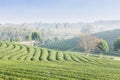 Tea farm