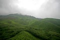 Tea Farm