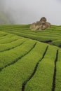 Tea farm of Shizhuo, near Alishan Royalty Free Stock Photo