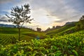 Tea farm Royalty Free Stock Photo