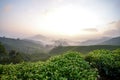 Tea Farm sunrise scenery from hill top of Cameron Highland, Malaysia