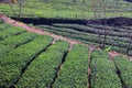 Alishan tea farm Royalty Free Stock Photo