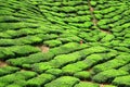 Tea Farm Valley in Cameron Highlands