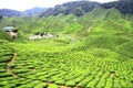 Tea Farm Valley in Cameron Highlands Royalty Free Stock Photo