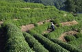 Tea farmer in LongJing Royalty Free Stock Photo