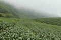 Tea farms on Ali mountain in Taiwan Royalty Free Stock Photo