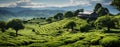 Tea farms with growing tea green field Royalty Free Stock Photo