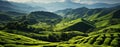 Tea farms with growing tea green field Royalty Free Stock Photo