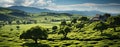 Tea farms with growing tea green field Royalty Free Stock Photo