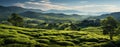 Tea farms with growing tea green field Royalty Free Stock Photo