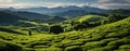 Tea farms with growing tea green field Royalty Free Stock Photo