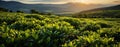 Tea farms with growing tea green field Royalty Free Stock Photo