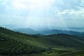 Tea field Royalty Free Stock Photo