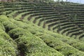 Tea Field Royalty Free Stock Photo