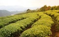 Tea Field Royalty Free Stock Photo