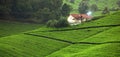 Tea field Royalty Free Stock Photo