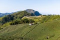 Tea field in Shizhuo Trails at Alishan, Taiwan Royalty Free Stock Photo