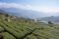 Tea field in Shizhuo Trails at Alishan Royalty Free Stock Photo