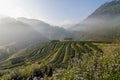 Tea field when sunrise with fog