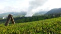 Tea field with the treeangle haunt smoke in the mountain