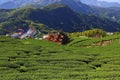 Tea fields of Alishan, Taiwan Royalty Free Stock Photo