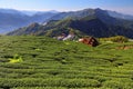 Tea fields of Alishan, Taiwan Royalty Free Stock Photo