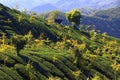 Tea fields of Alishan, Taiwan Royalty Free Stock Photo