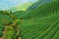 Tea fields in Alishan Taiwan