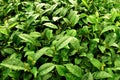 Tea fields in Alishan Taiwan Royalty Free Stock Photo