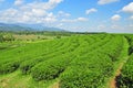 Tea fields