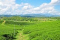 Tea fields