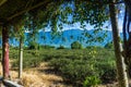 Tea Fields of the East Rift Valley