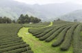 Tea Fields in Mae Salong Chiang Rai, Thailand