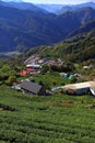 Tea fields in Shizhuo, Taiwan Royalty Free Stock Photo