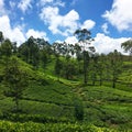 Tea fields at Sri Lanka Royalty Free Stock Photo
